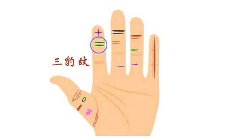 三豹纹,在食指上面有一条横纹叫做指节纹,如果有三条指节纹的话叫做