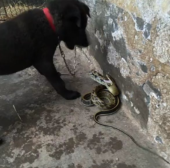院子里闯进一条蛇,忠诚田园犬英勇驱赶,这是我见过最佛系的土狗!