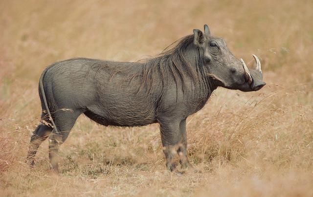 野猪战斗力到底有多强?非洲雄狮能否战胜300kg凶悍地野猪?