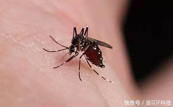 蚊子一直是人们非常讨厌的动物
