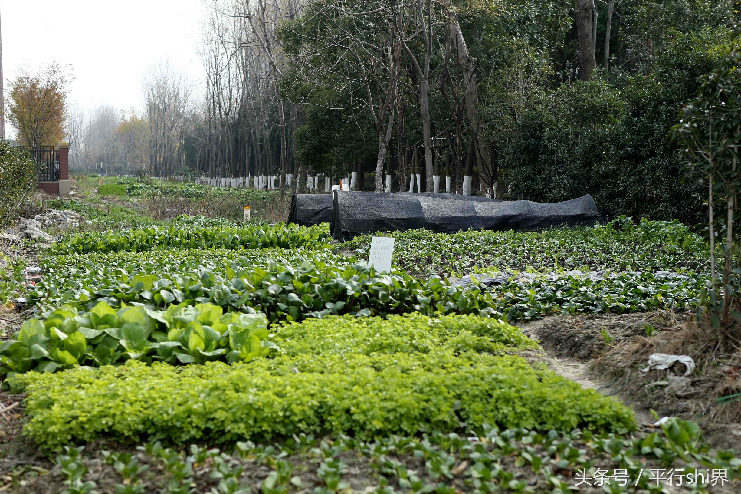 菜地偷菜图片图片