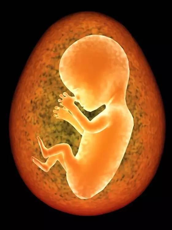 胎儿在妈妈肚子里都干什么?好奇妙