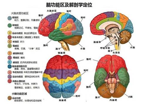 脑瘤为什么会影响其他器官的功能?