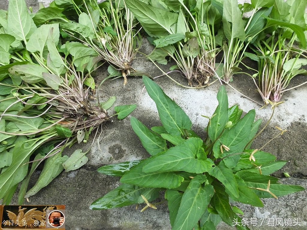 民间中草药摄影:紫花地丁,主治疮毒,痄腮!嫩叶可做野菜食用!