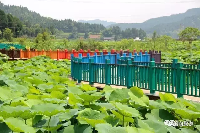 地址:遂宁市船山区圣莲岛景区 特色:荷花品种繁多,一年四季都能见花