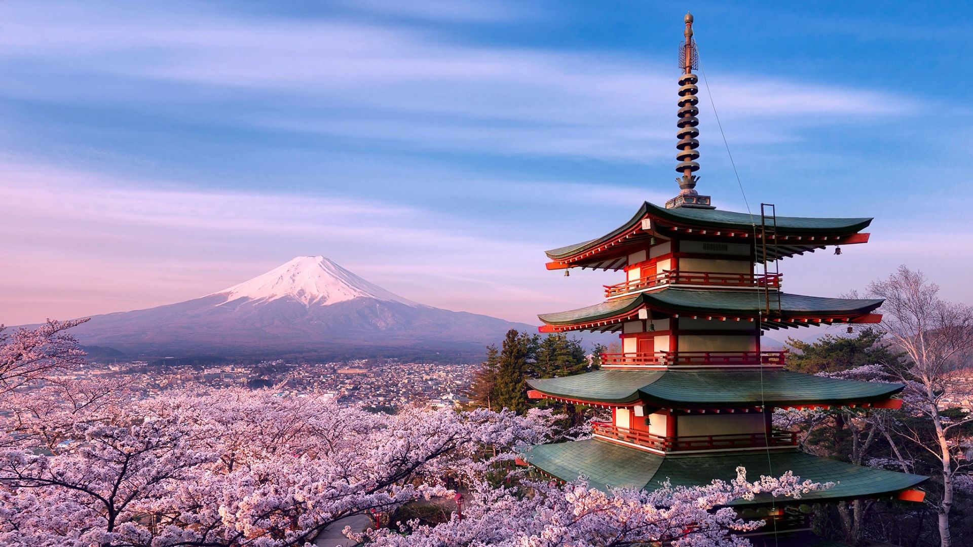 满树烂漫的日本樱花美景壁纸,散步在街道显得脚步轻松