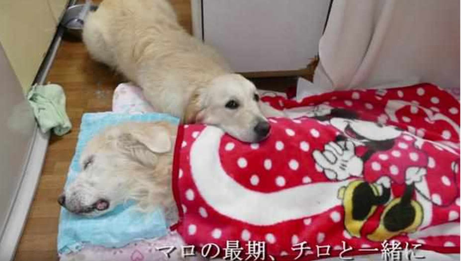 谁懂周公解梦，梦见妈妈离开人世了是怎么回事？有谁知道……