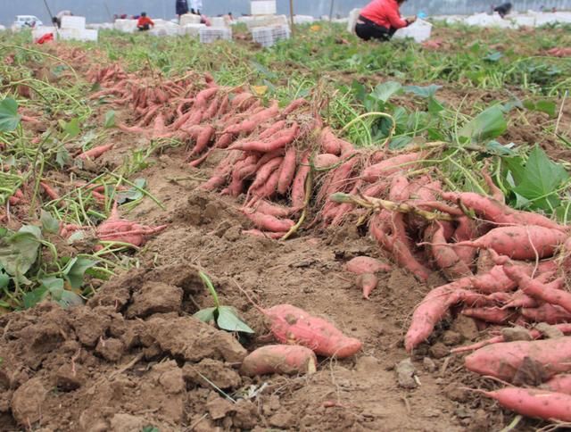 农民种植红薯,教你3招,红薯亩产万斤很简单