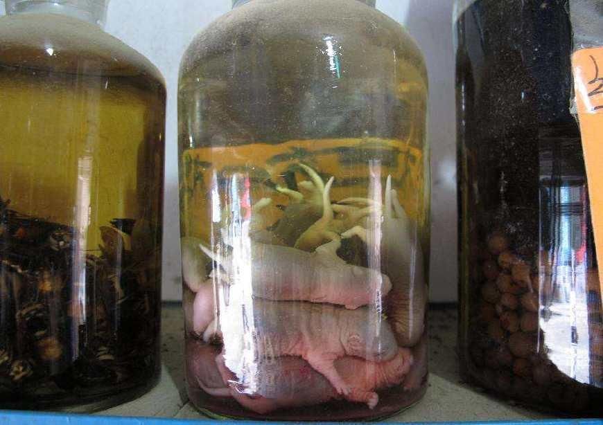 四种动物泡酒,特别蜜蜂泡酒能美容养颜,如今想喝难找到!