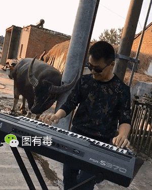 搞笑gif:这才是真正的对牛弹琴,哈哈哈