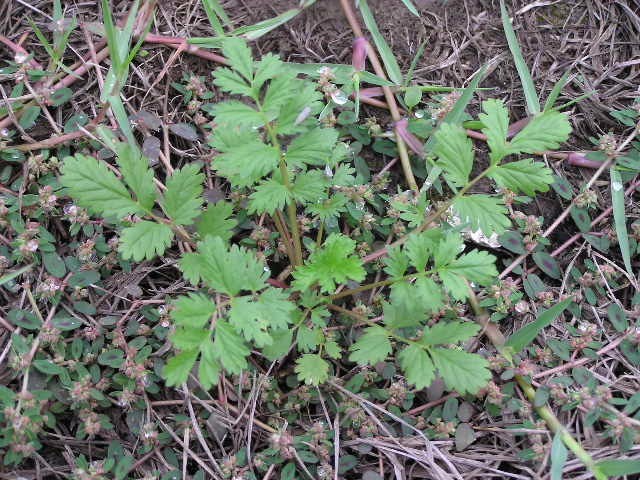 野芹菜一般生长在潮湿地区,叶像芹菜叶,全棵有毒,晚秋和早春期间毒性