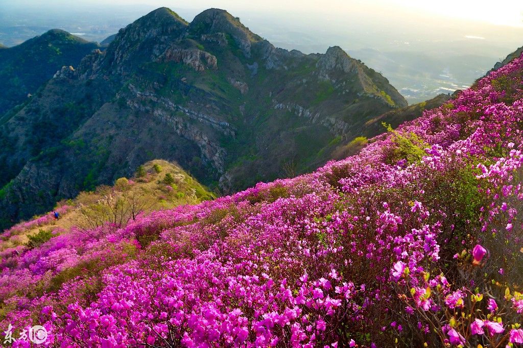 大连大黑山:醉在杜鹃花海的春天里!相信这一路的山花烂漫不负你