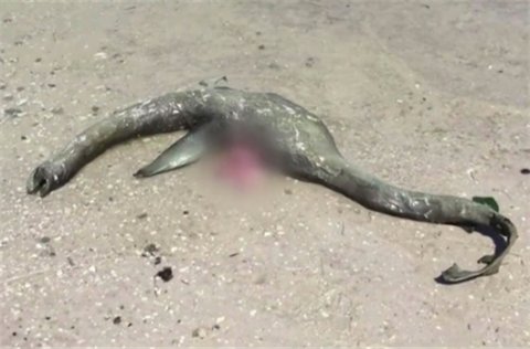 尼斯湖水怪死在了海滩上?专家解读神秘诡异生物真实面貌