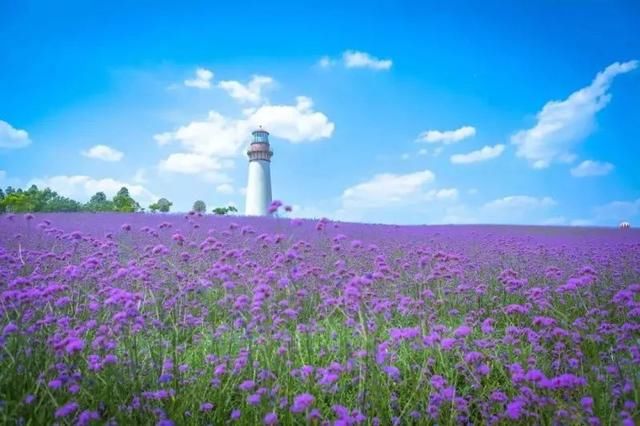 馥郁的芳香浸透着衣裳 微微的阳光散落在肩头 淡紫色缓缓地漫游在