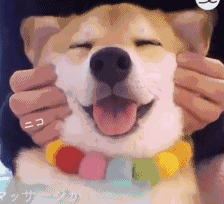 这只网红柴犬的笑容治愈了30万网友!萌到不行!