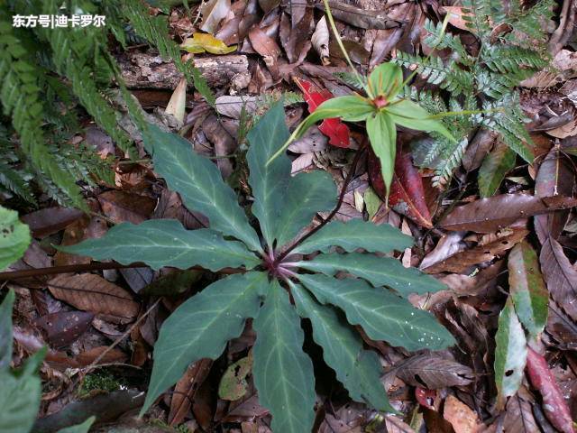 藏在农村大山的神秘草药,竟是毒蛇咬伤的救命草,肝癌"