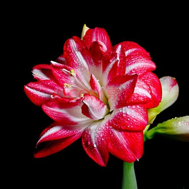 朱顶红,稀有名贵花卉,五颜六色,太美了!