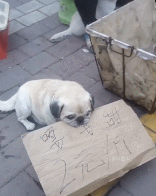 搞笑gif:长得漂亮的备受宠爱,长得丑却要卖身赚钱,世道不公啊!