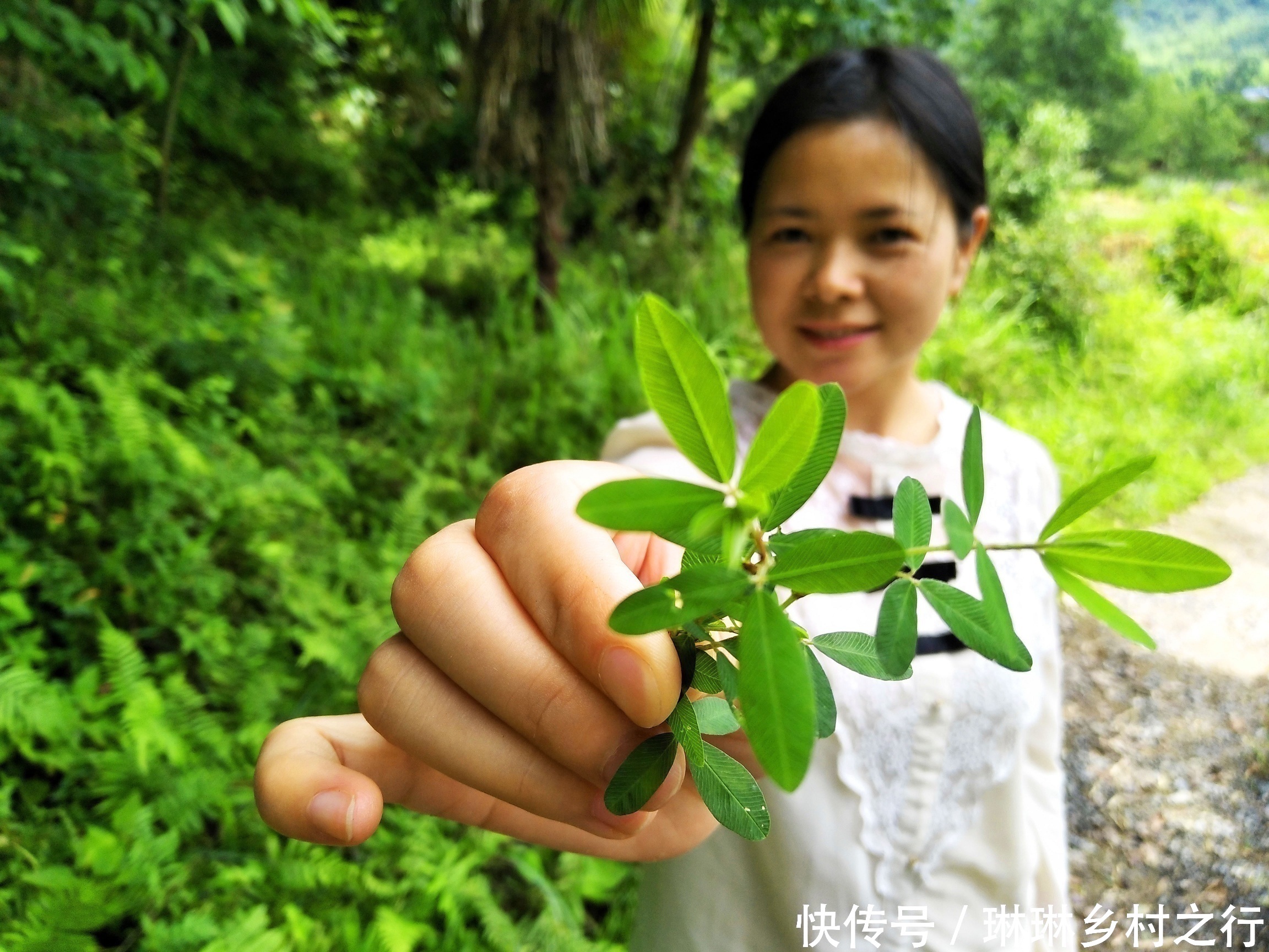 这种乡下的野草,能吸收黄金,还能入药,被称为"吸金草"