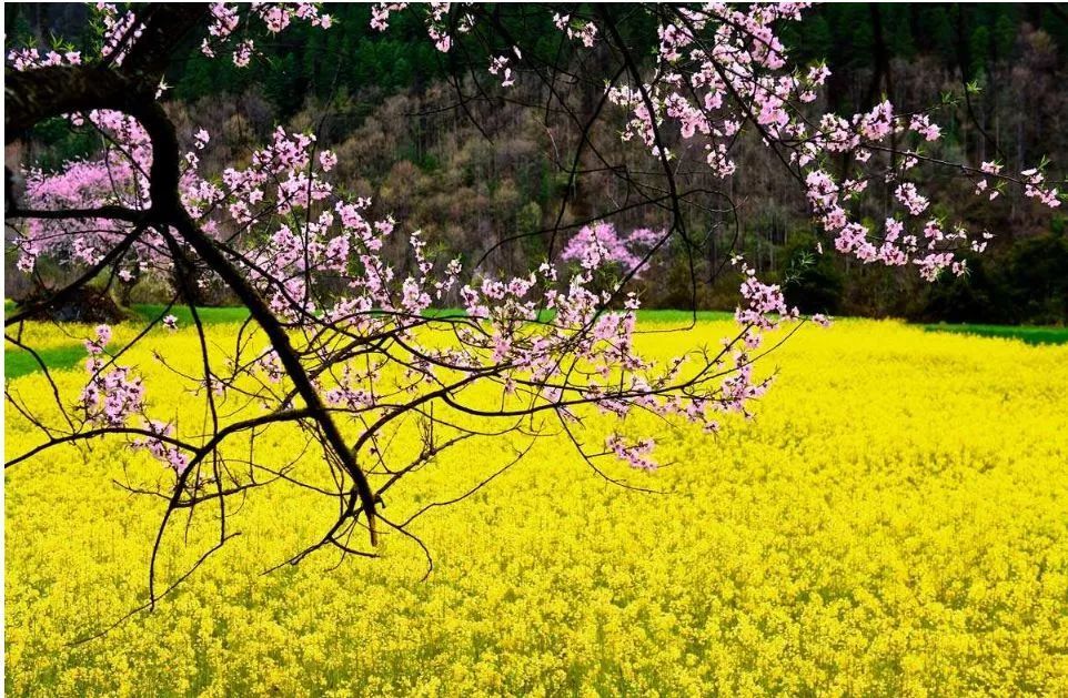 【赏花季】春天,在许昌出发,河南踏青赏花全攻略!