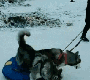 主人拉着哈士奇在雪地上走,二哈却不乐意了,毕竟它可是雪橇犬啊
