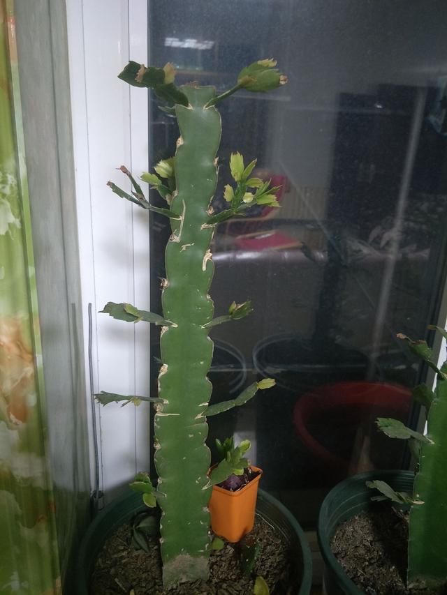 《还要强调下龙骨大戟科不能嫁接蟹爪兰.可以嫁接虎刺梅》