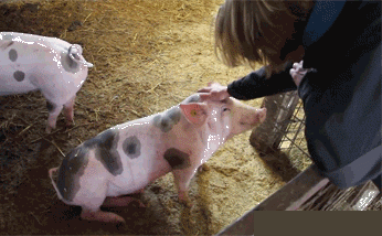 动态图gif】当亲戚问起你怎么还不结婚时,内心的你…… 记住你是猪