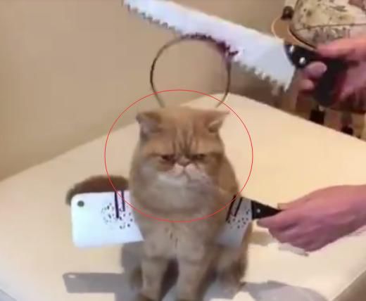 猫咪偷吃东西,网友拿刀架在猫脖子上,可猫咪的反应很
