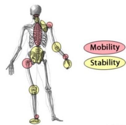 下面这张图片把我们全身关节大致分为稳定和灵活关节!