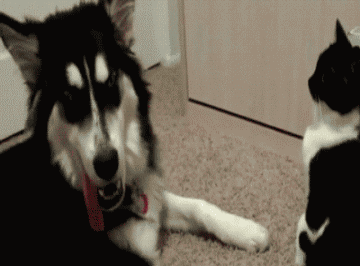 7.死狗,谁让你碰我的,别碰本瞄,哈哈顿时怂了