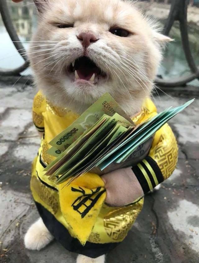 橘猫紧紧的将钱抱在怀里,网友:想骗我压岁钱,不存在的
