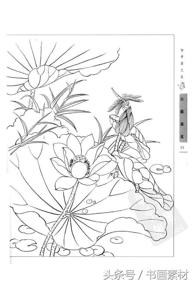 书画素材|国画篇之初学者之友白描荷花绘本画册姜冬莲