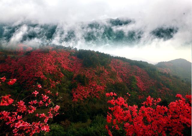 寻花之旅|美在云雾山--又现杜鹃花海啦!
