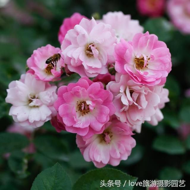 爬藤月季苹果花,粉粉嫩嫩人人夸