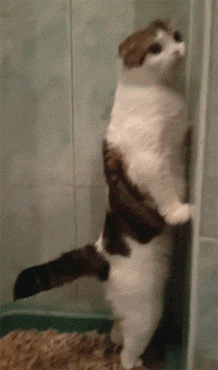 猫咪在猫砂盆里站着拉屎,而且上完后也不埋扭头就走,真奇葩啊!