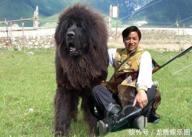 "犬种王者"赤古藏獒:比国宝熊猫还稀有的中国最贵藏獒