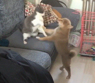 狗狗叫来同伴一起欺负猫,猫咪怒了:来两个打一双