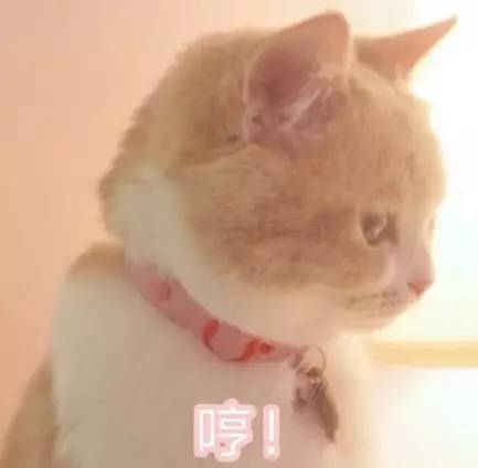 可爱猫咪表情包gif 带文字丑东西,emmmmm
