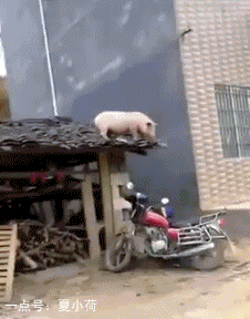 媳妇儿听我解释 我真的不是故意接这花的