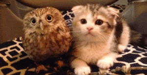 在日本一家咖啡馆里,超萌猫咪和猫头鹰的组合,把客人都萌化了