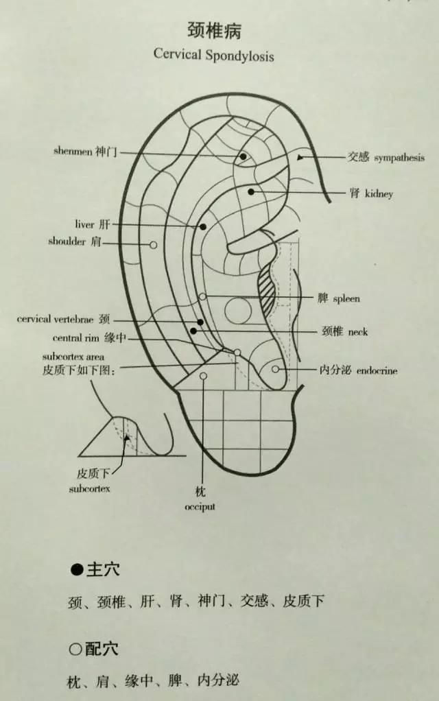 一位老中医的耳诊笔记总结