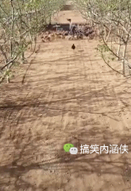 养鸡都这么有文艺吗,这是我见过最朴实的我爱你
