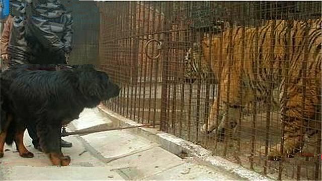 如果三只藏獒合攻一只东北虎,东北虎能赢吗?结果很难想象