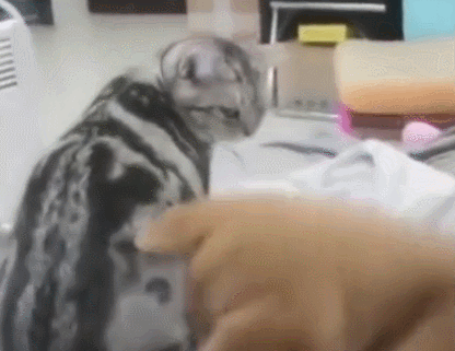 铲屎官使坏,故意挑拨猫咪和狗狗的关系,狗狗一脸的委屈!