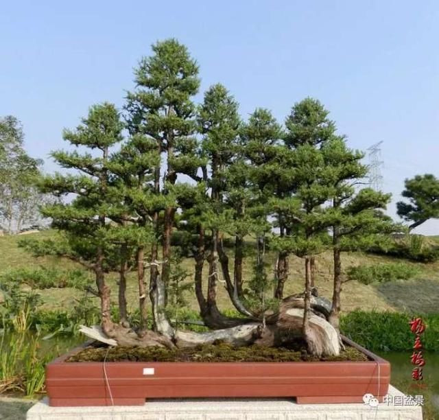 走进世界知名盆景大师王永康私人盆景园随园