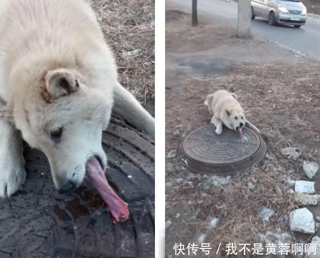 因为舌头有温度,而外界的屋头没有温度,这样一来就会被黏住!