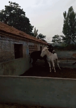搞笑gif:走吧,小妹,和我回家吧!