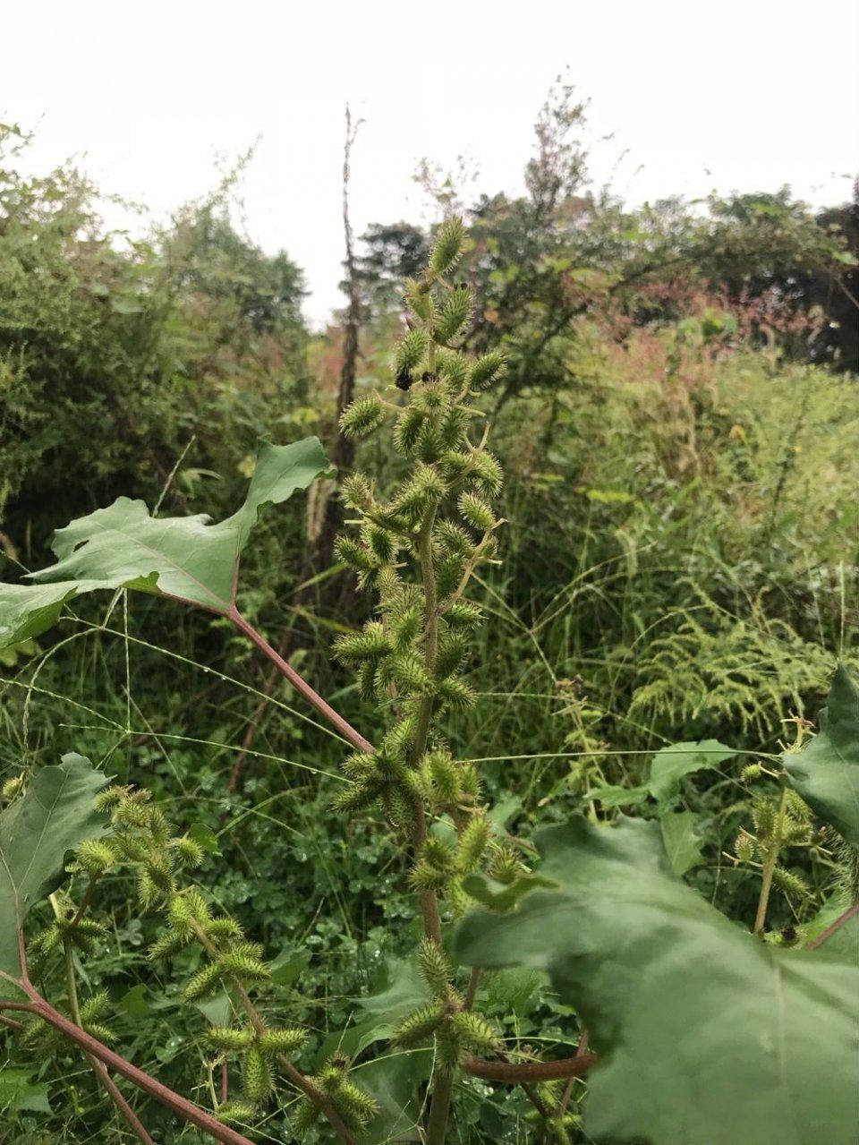苍耳子,虽可治鼻炎,却要防它的毒性