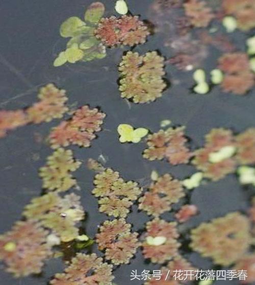 满江红(蕨类植物门科满江红科) 分布:长江流域 用途:入药,发汗,利尿