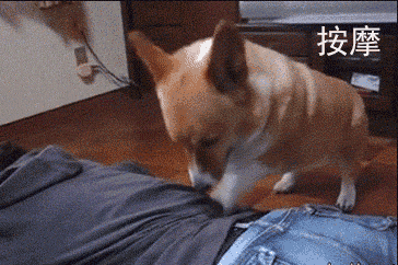 这小短腿用来给粑粑捶背再合适不过了,看看柯基这敬业的态度,记得待会